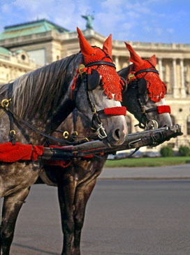 Austria, VIENNA, Heldenplatz, horse drawn cabs, draped horses, VIE322JPL A 300