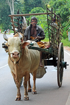 Kandy, ox drawn cart  425 deep