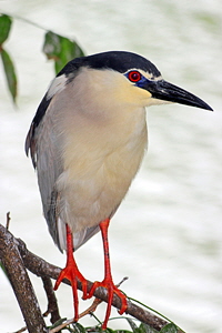 Kandy Lake, Black Crowned Heron