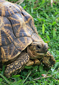 Kandy Lakeside, Star Tortoise