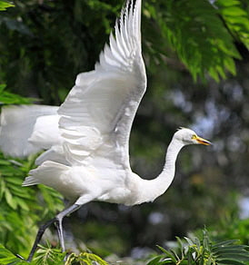 Kandy lakeside, Great Egret