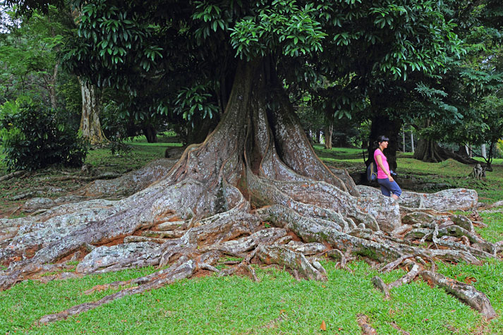 Peradeniya Botanical Gardens, giant tree and roots copy