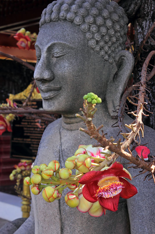 CAMBODIA, Phnom Penh, Royal Palace, complex, Buddha statue & Sal (Cannonball) flowers, CAM191JPL 4000 A 800 deep