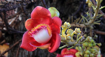 CAMBODIA, Phnom Penh, Royal Palace, complex, Sal (Cannonball) flowers, CAM192JPL A 340