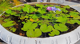 CAMBODIA, Phnom Penh, Royal Palace, complex, Water Lily, CAM183JPL A 340