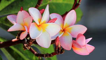 CAMBODIA, Phnom Penh, Royal Palace, gardens, Frangipani (Plumeria) flowers, CAM182JPL 340