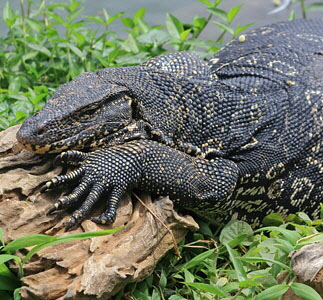 SRI LANKA, Kandy, Kandy Lake, Monitor Lizard (Kabaraya), SLK3770JPL copy
