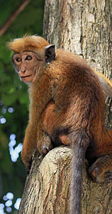 SRI LANKA, Kandy, Kandy lakeside, Macaque Monkey on tree, SLK3958JPL 4000