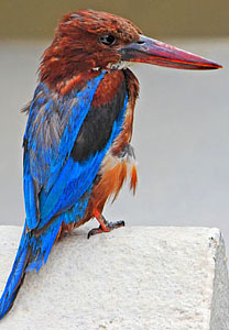 SRI LANKA, Kandy, Kandy lakeside, White Breasted Kingfisher, SLK3776JPL 4000 copy