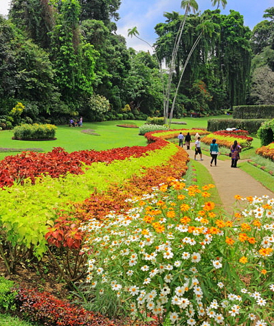 SRI LANKA, Kandy, Peradeniya Botanical Gardens, Flower Gardens, SLK4924JPL A 404