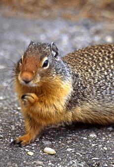 CANADA, British Columbia, Yoho National Park, Golden Mantled Squirrel, CAN544JPL A 340 deep