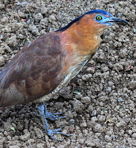 Taiwan, TAIPEI, 228 Peace Park, Chinese Pond Heron, TAW583JPL A 300