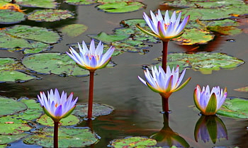 Taiwan, TAIPEI, Lin An Tai House & Museum, Moon Pond, Water Lilies, TAW910JPL A 350