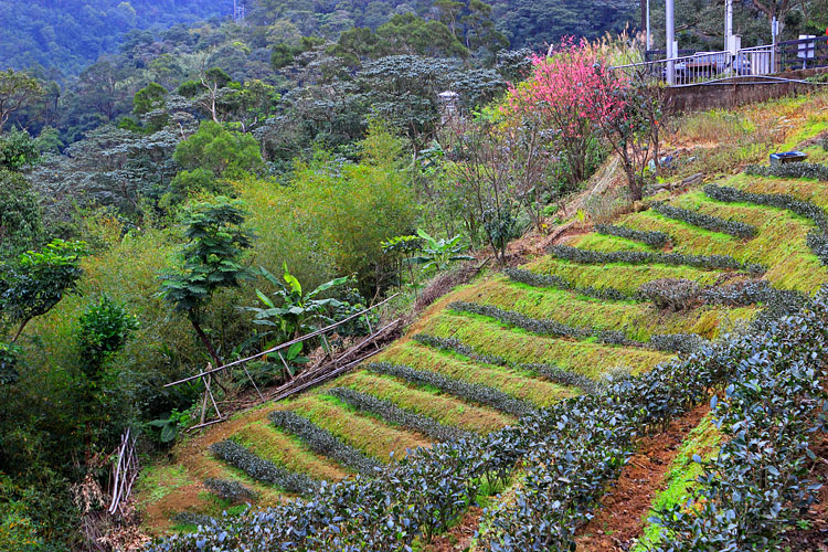 Taiwan, TAIPEI, Maokong, tea plantations, TAW1047JPL A 750