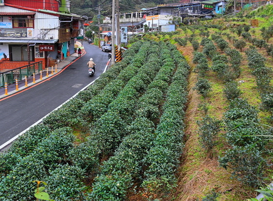 Taiwan, TAIPEI, Maokong, tea plantations along mountain road, TAW1049JPL A 600
