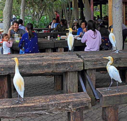 Taiwan, TAIPEI, Taipei Zoo, Egrets hoping for some food from visitors, TAW203JPL A copy 500 deep