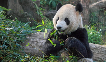 Taiwan, TAIPEI, Taipei Zoo, Giant Panda, TAW216JPL A 270 deep