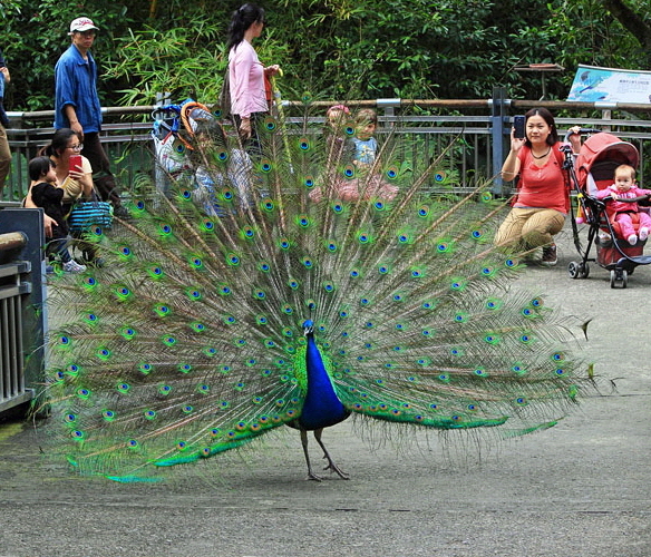 Taiwan, TAIPEI, Taipei Zoo, Peacock displaing plumage, and visitors watching, TAW224JPL A 700