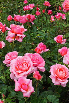 Vancouver, Stanley Park, Rose Garden, A 340 deep