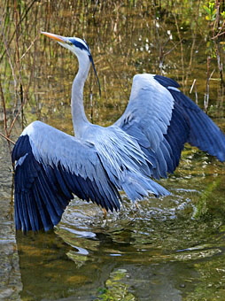 Vancouver,Stanley Par, Blue Heron 340 deep