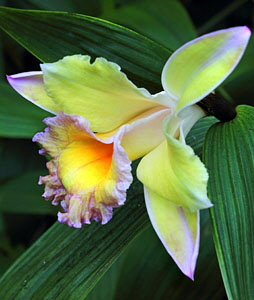 SCOTLAND, Edinburgh, Royal Botanic Garden, Glasshouses, Orchid, Cattleya, SCO1213JPL 300 deep