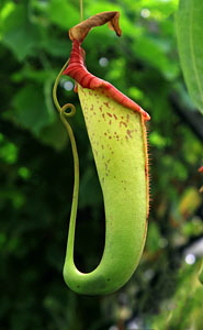 SCOTLAND, Edinburgh, Royal Botanic Garden, Glasshouses, carnivorous plant, SCO1243JPL 200