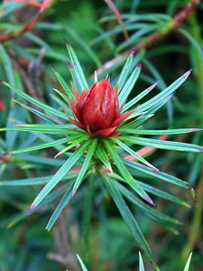SCOTLAND, Edinburgh, Royal Botanic Garden, Glasshouses, exotic flowers, SCO1230JPL 300 deep