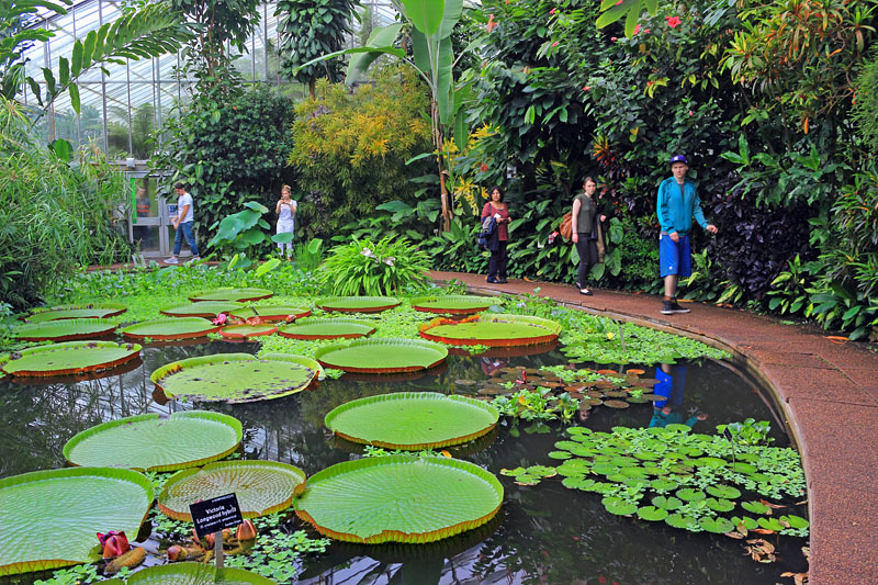 SCOTLAND, Edinburgh, Royal Botanic Garden, Glasshouses, giant water lilies, SCO1203JPL 800