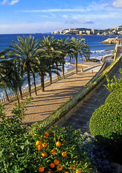MALLORCA, coast near Palma, palm trees and orange tree, MAL1127JPL A 466 deep