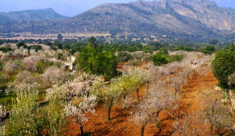 MALLORCA, countryside, Almond trees and mountains, MAL1235JPL A 800