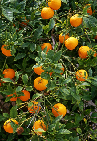 MALLORCA, countryside, orange fruit on tree, MAL1225JPL A 315