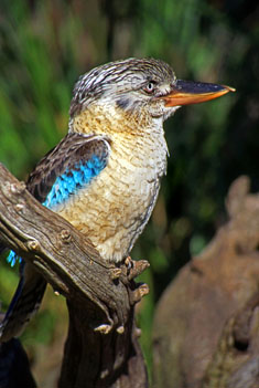 AUSTRALIA, New South Wales, Kookaburra (large Kingfisher), AUS724JPL A 235