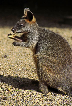 AUSTRALIA, New South Wales, ROCK WALLABY, AUS718JPL A 290