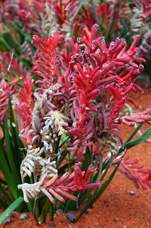 AUSTRALIA, Northern Territory, Kangaroo Paw flowers, AUS1323JPL 320 deep