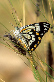 AUSTRALIA, Northern Territory, West MacDonnell Nat Park, Butterfly, AUS498JPL A 320 deep