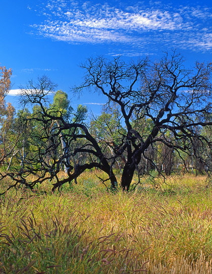 AUSTRALIA, Northern Territory, West MacDonnell Nat Park, Ghost Gum Walk, Black Corkwood trees, AUS261JPL A copy 420