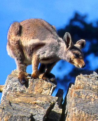 AUSTRALIA, Northern Territory, West MacDonnell National Park, Rock WALLABY, AUS437JPL A 328