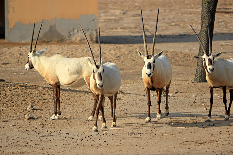 BAHRAIN, Al Areen Widlife Park, Arabian Oryx, BHR1601JPL A 750