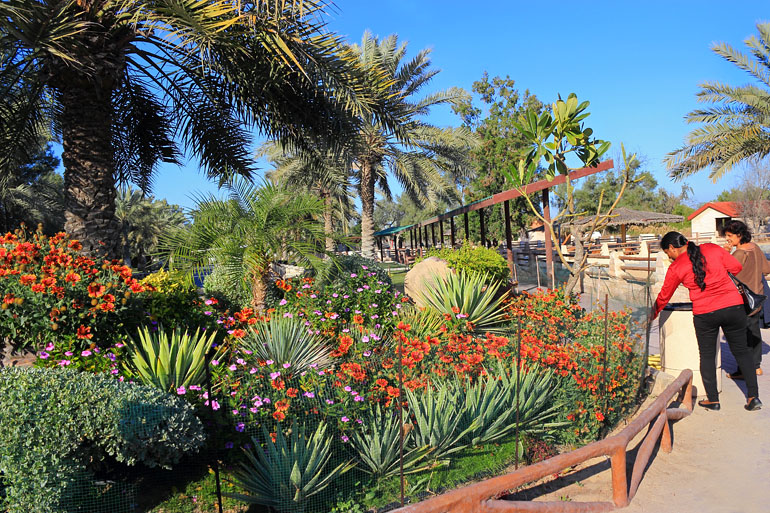 BAHRAIN, Al Areen Wildlife Park, landscaped gardens, flowers, BHR1972JPL A 770