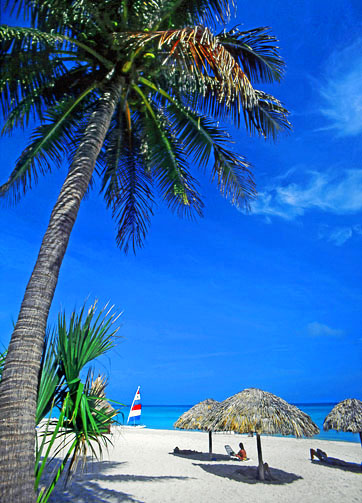 CUBA, Varadero, beach, thatched sunshades and coconut tree, CUB728JPL 503 deep
