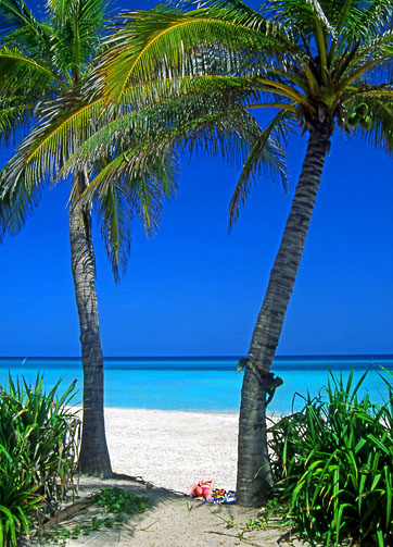 CUBA, Varadero, beach, view through coconut trees, CUB342JPL 503 deep
