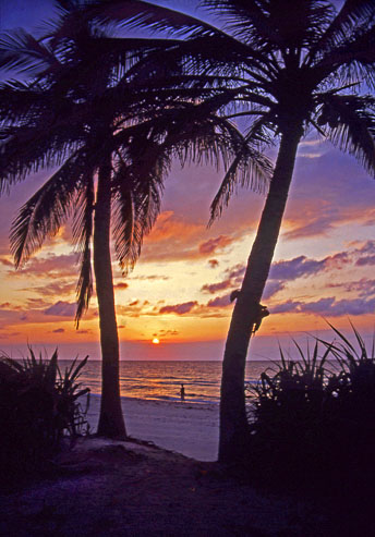 CUBA, Varadero, sunset through coconut trees, CUB170JPL 493 deep