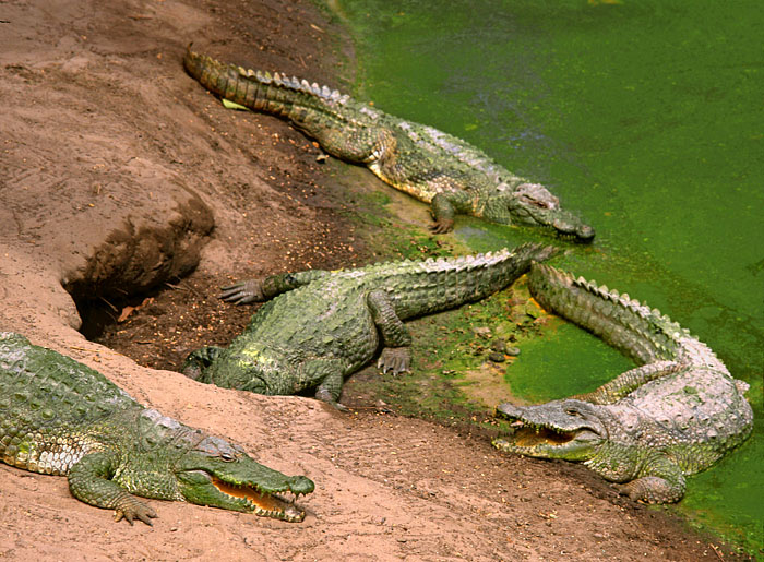 GAMBIA, Bakau Crocodile Pool, GAM854JPL A 700