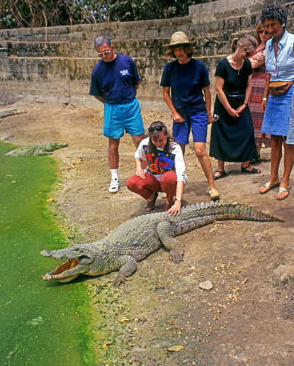GAMBIA, Bakau Crocodile Pool and tourists, GAM855JPL 6000 A 415
