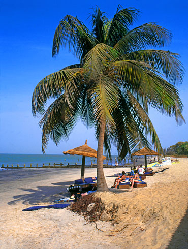 GAMBIA, Banjul, beach with coconut ree, sunbathers and thatched sunshades, GAM816JPL A 370
