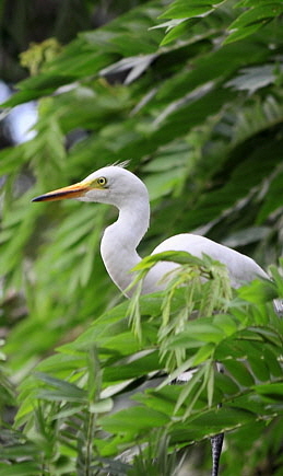 GAMBIA, Great Egret perched on tree A 435 deep