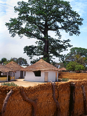 GAMBIA, Juffureh village (of Kunta Kinteh 'Roots' fame), houses and Cotton Silk tree (Kapok), GAM885JPL A 370