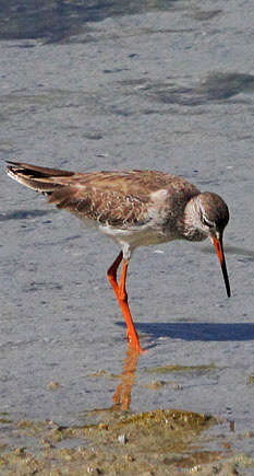 GAMBIA, Sandpiper A cropped 2  435 deep