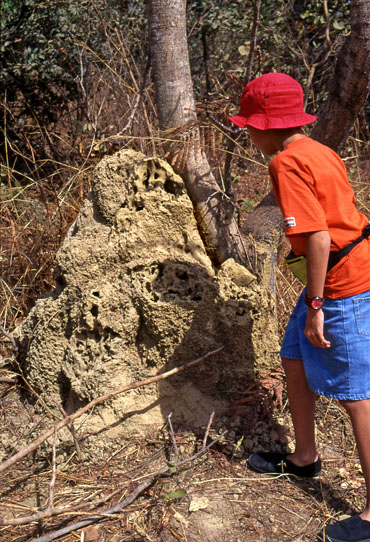 GAMBIA, boy (tourist) and large Termite hill, GAM1000JPL A 370