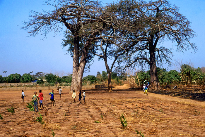 GAMBIA, countryside, Baobab trees and children playing, GAM993JPL 4000 A 370